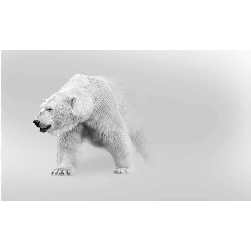 Cuadro decorativo oso polar